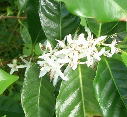 コーヒーの白い花 世界最高のコーヒーを沖縄で栽培する