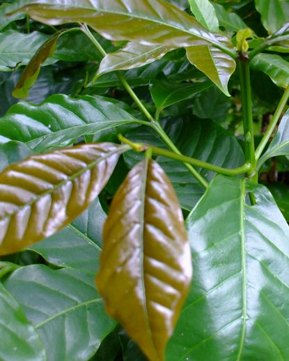 移植したコーヒー苗木の生育チェックポイント 葉 １ 世界最高のコーヒーを沖縄で栽培する