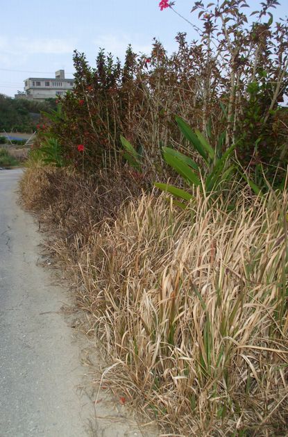 除草剤を撒かれた圃場1.JPG