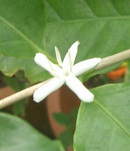 07040309コーヒーの花2.jpg