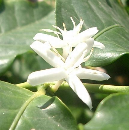 07040409コーヒーの花.jpg