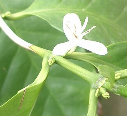 07040509コーヒーの花3.jpg