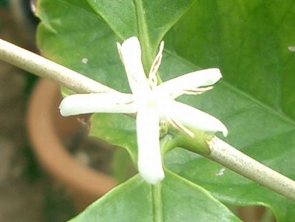 07040509コーヒーの花1.jpg