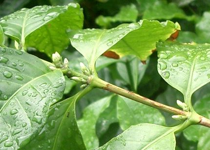 07040809近日開花1.jpg