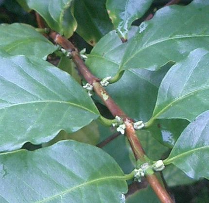 07040809近日開花2.jpg