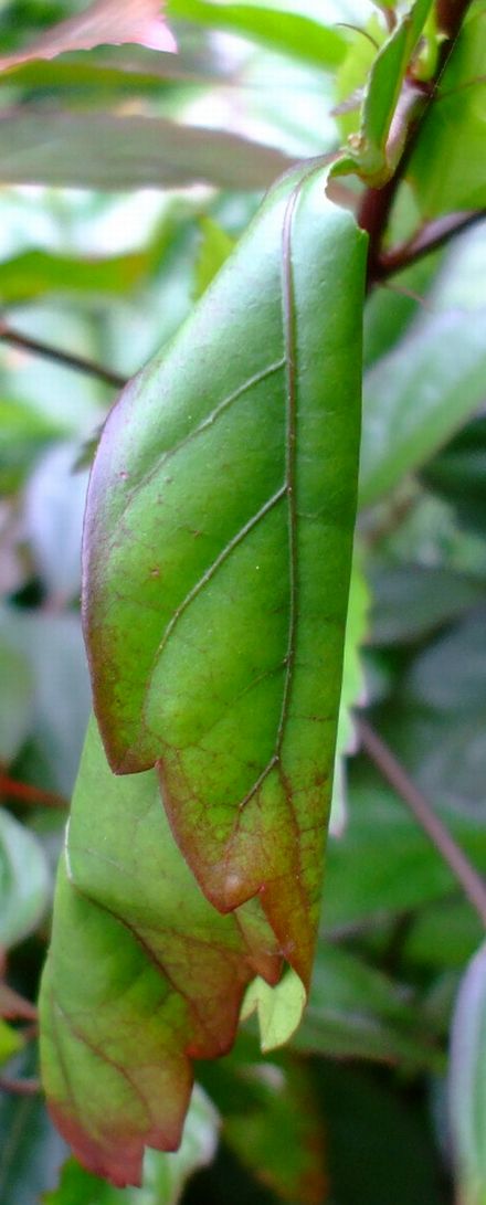 ハイビスカスの害虫 ワタノメイガ 世界最高のコーヒーを沖縄で栽培する