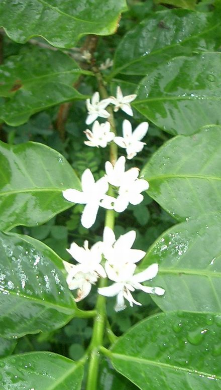 コーヒーの花4.jpg