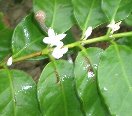 コーヒーの花5.jpg