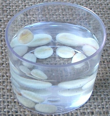 コーヒーの種を浮かべる.jpg