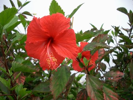 ハイビスカスの花.jpg