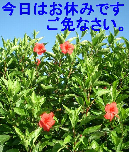 ハイビスカスの防風林.jpg
