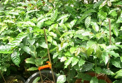 植え替えを待つコーヒーの苗木.jpg