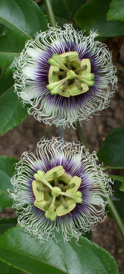 パッションフルーツの花0808.jpg