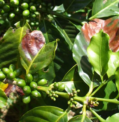 24 世界最高のコーヒーを沖縄で栽培する